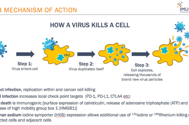 Descubren un virus que destruye todos los tipos de cáncer conocidos Virus-kill