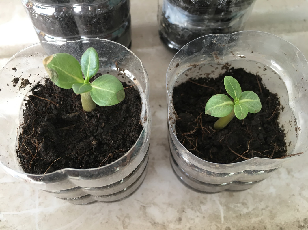 sunburned-adenium-leaves.jpg