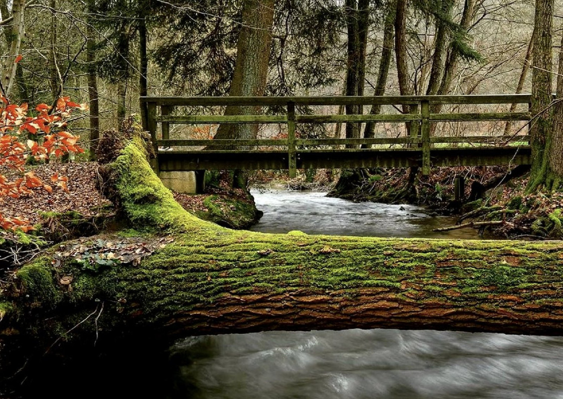 greenlichen.jpg