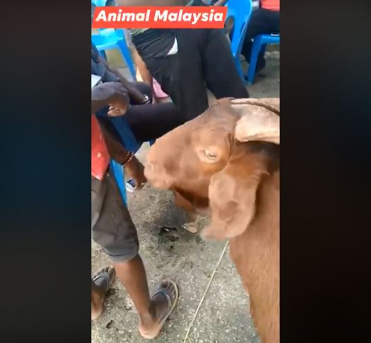 Kambing cokelat yang diberi minum bir