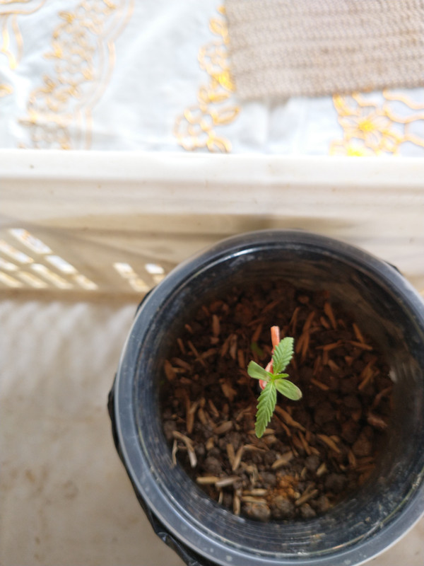 IMG_20210328_135731806