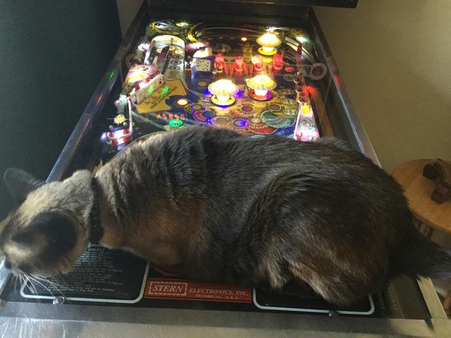 How To Increase Difficulty On Your Pinball Bad Cats Maaca Org How To Increase Difficulty On Your Pinball Bad Cats Maaca Org