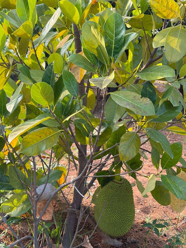 Jackfruit