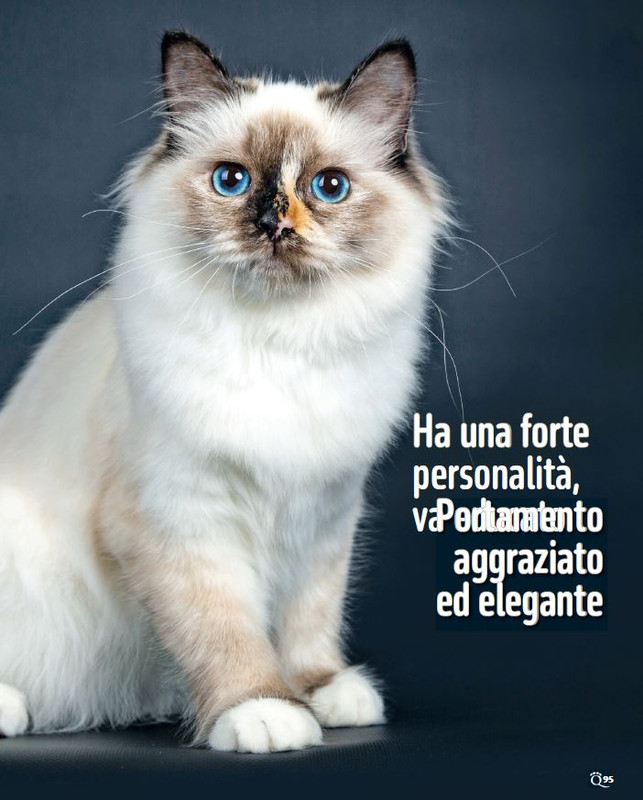 QuattroZampe Set 2024 (8)