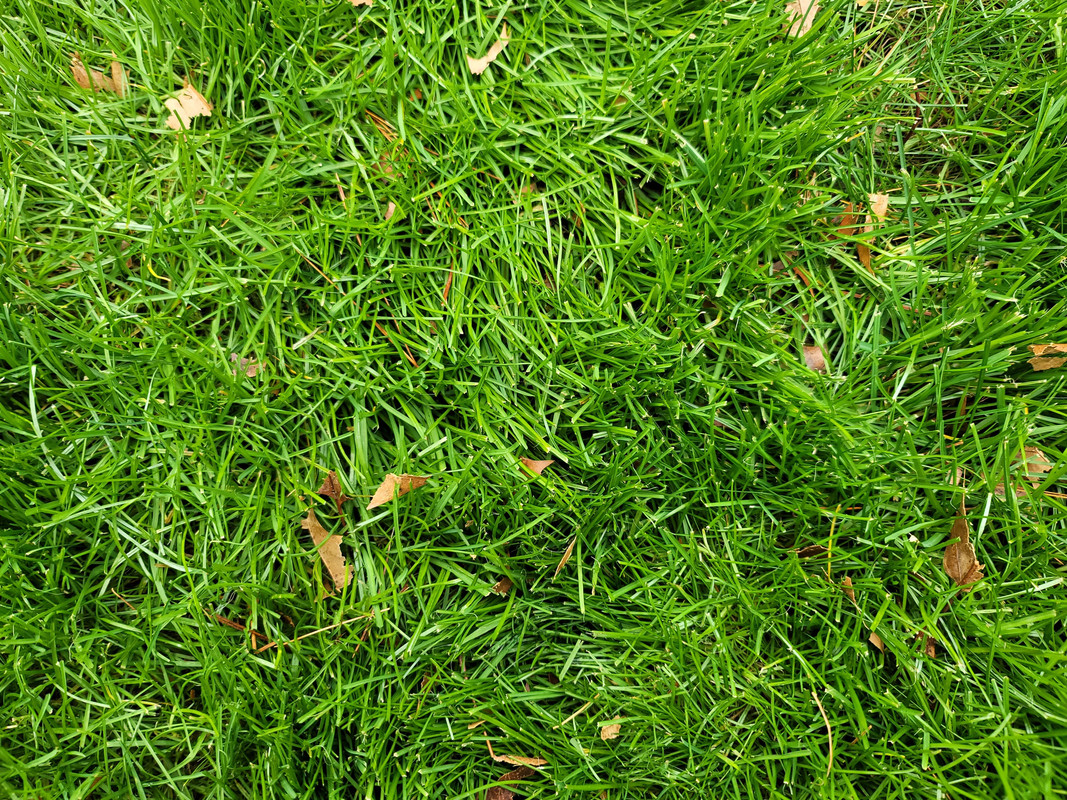 New England Lawn Advice Needed r/lawncare
