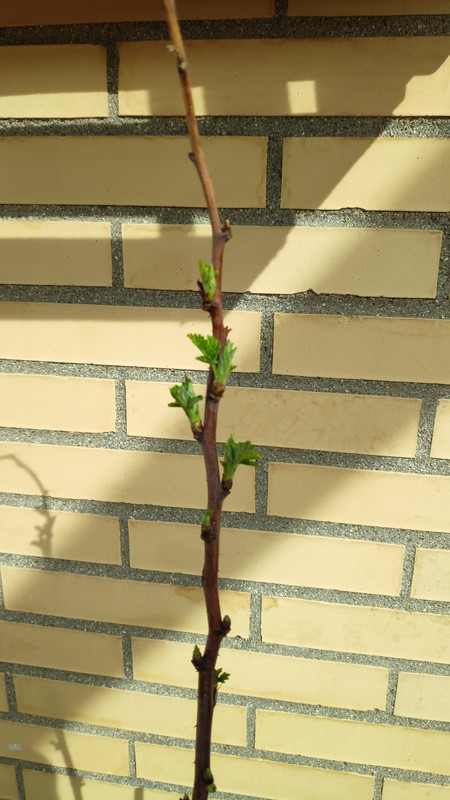 IMG_20210226_151954_1