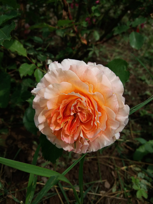 20190602_115915