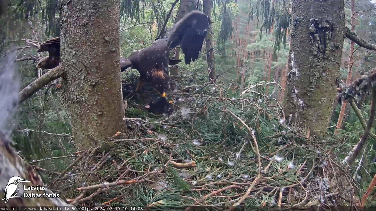 Mazais ērglis (Clanga pomarina), ligzda eglē __ Lesser spotted eagle in spruce, Zemgale, Latvia 14-1