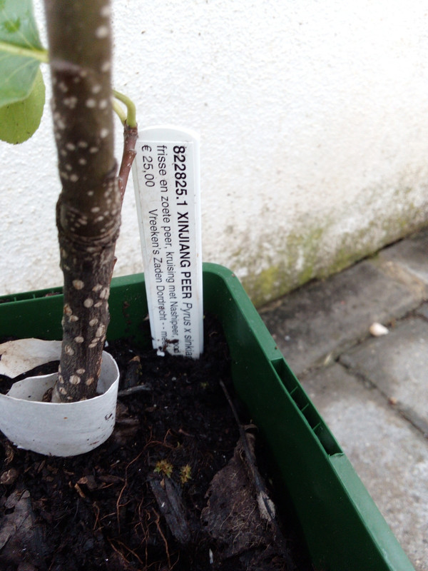 DSC_0329_resized_20190623_072050270