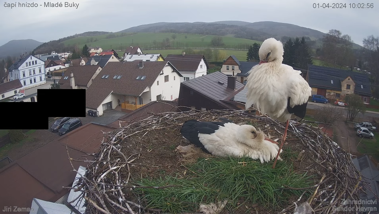 Živá kamera - Mladé Buky - čapí hnízdo 3-45-0 screenshot