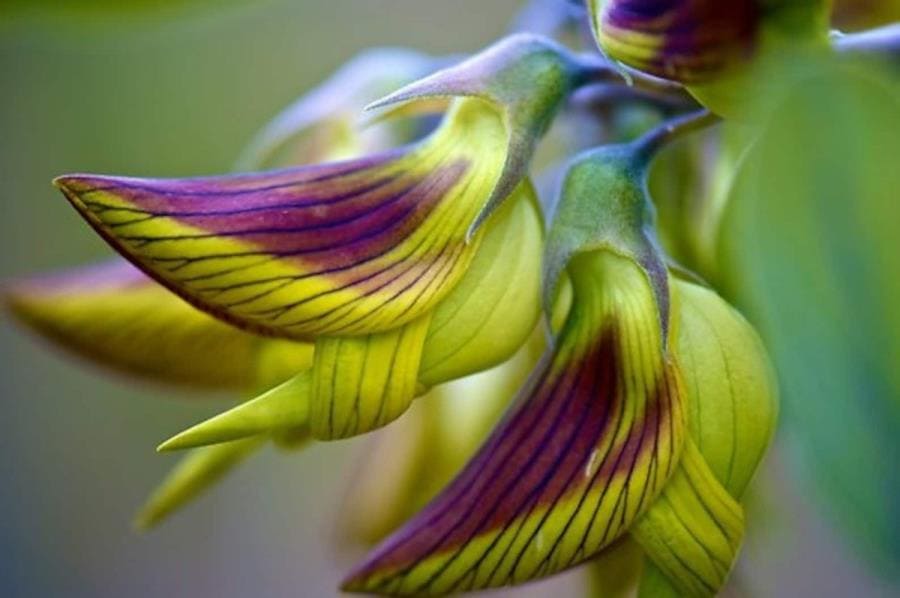 Интересные факты про Зелёный цветок колибри - удивительная Crotalaria cunninghamii Интересные факты про Зелёный цветок колибри - удивительная Crotalaria cunninghamii