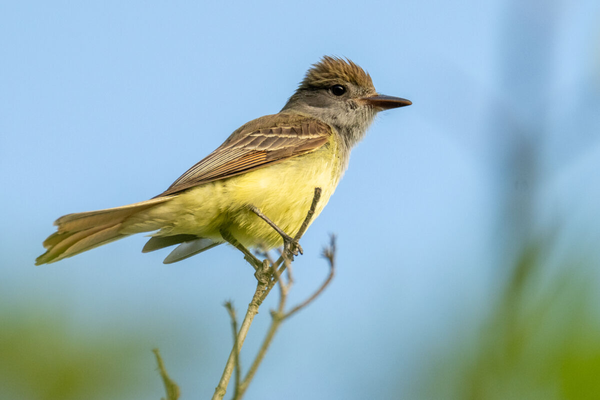Great Crested Flycatcher Birds