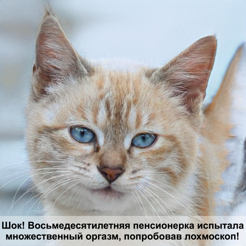 домик для кошки с когтеточкой