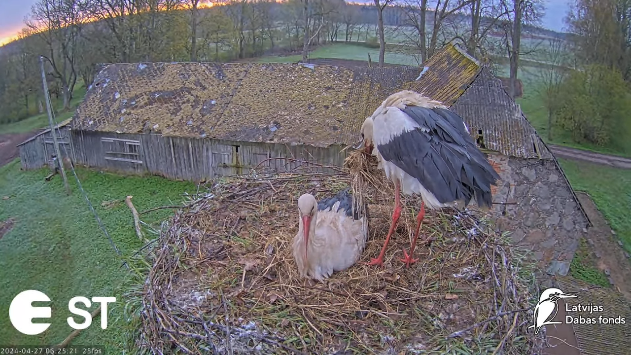 Baltie stārķi (Ciconia ciconia) Tukuma novadā - LDF tiešraide __ White storks in Tukums, Latvia 10-1