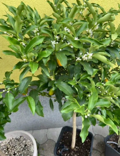 Indio Tree