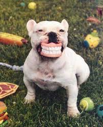 [Image: CHIEN-QUI-RIT.jpg]