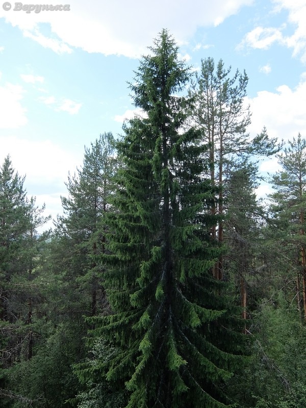 DSCF8881