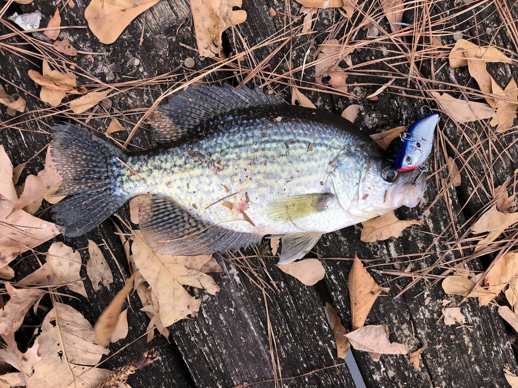 Trent-River-12-17-21-13-Crappie.jpg