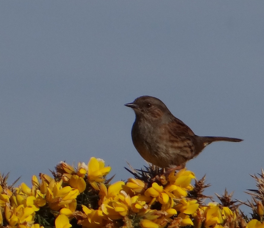 DUNNOCK 11 300425