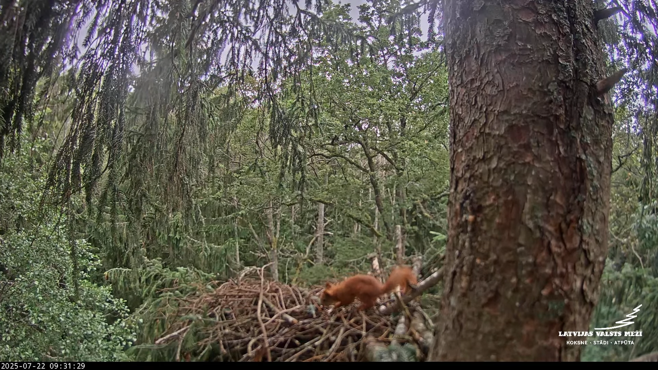 LVM mazais ērglis Lisiņa, egle – Lesser Spotted Eagle 12-16-19 screenshot