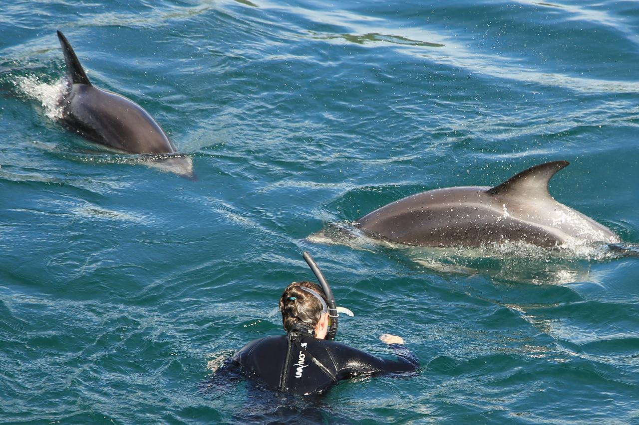 Swim with Wild Dolphins from Picton – Small-Group Eco Tour ( summer ) | Shaara Deals 