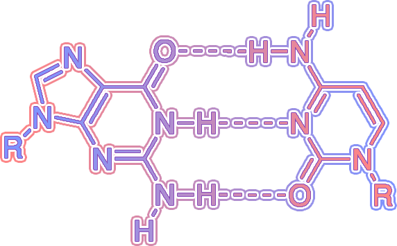 GC base pair
