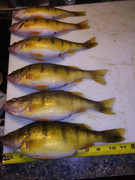 [Image: Hyrum-perch.jpg]