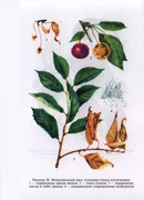 Zaschita-sada-v-lichnykh-podsobnykh-khozyaystvakh-2005-206