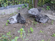 3A68A41B-325F-4A90-9E6D-E125C8FF4954