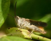 Locust on Stem - _JUS4307 - CLR