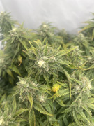 IMG_C0F21675-6623-444B-B6B6-EDD7E8A253A0