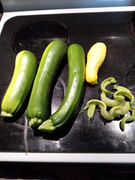 [Image: 2nd-yellow-squash.jpg]