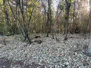IMG-6336