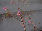 4.4.itty bitty orchids IV