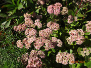 [Obrázky: DSC02614-1.jpg]