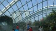 Cloud Forest 21