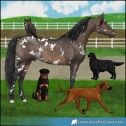 Great Horned Owl, Rottweiler, Flat-coated Retriever, Mastiff Mix