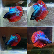 IMG_20190711_080726_693