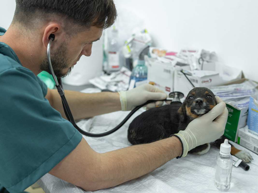 Grijă pentru blănoși: 105 animale sterilizate, vaccinate și microcipate gratuit 
