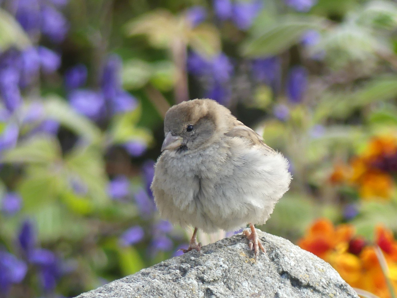 SPARROW 11