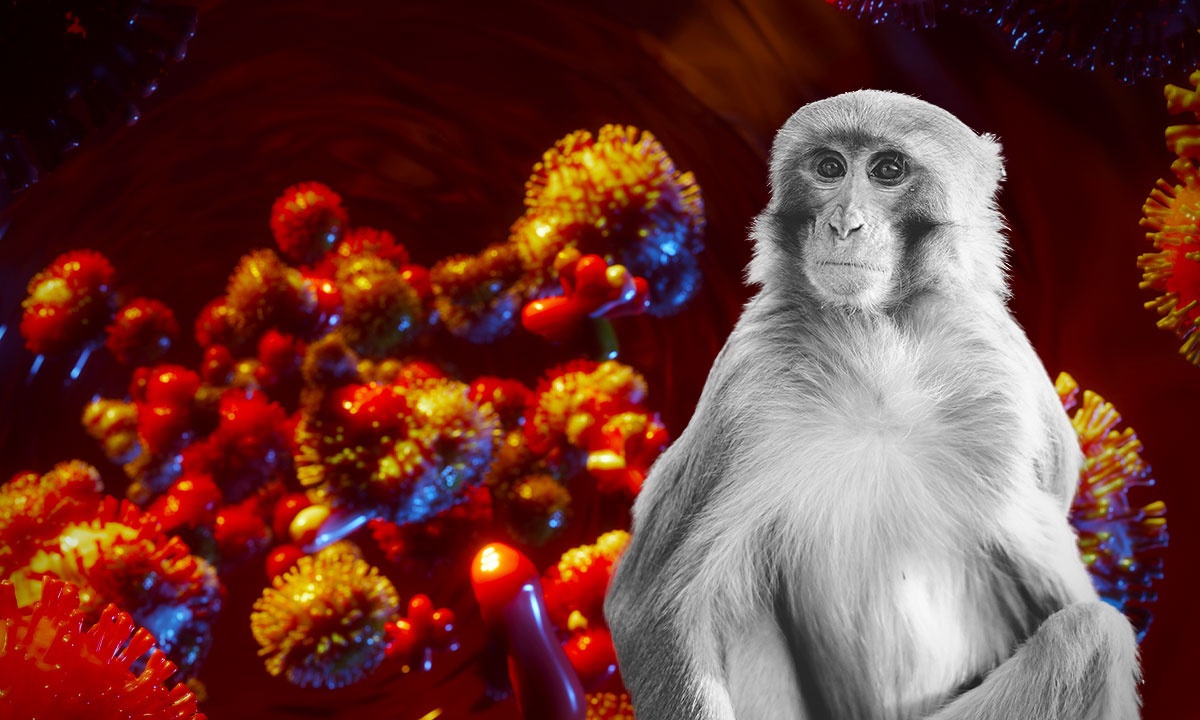 Viruela del mono: así se ve el virus en el microscopio