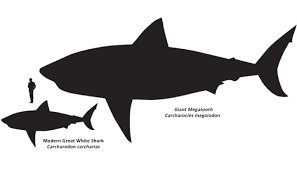 Köpəkbalığı və Megalodon