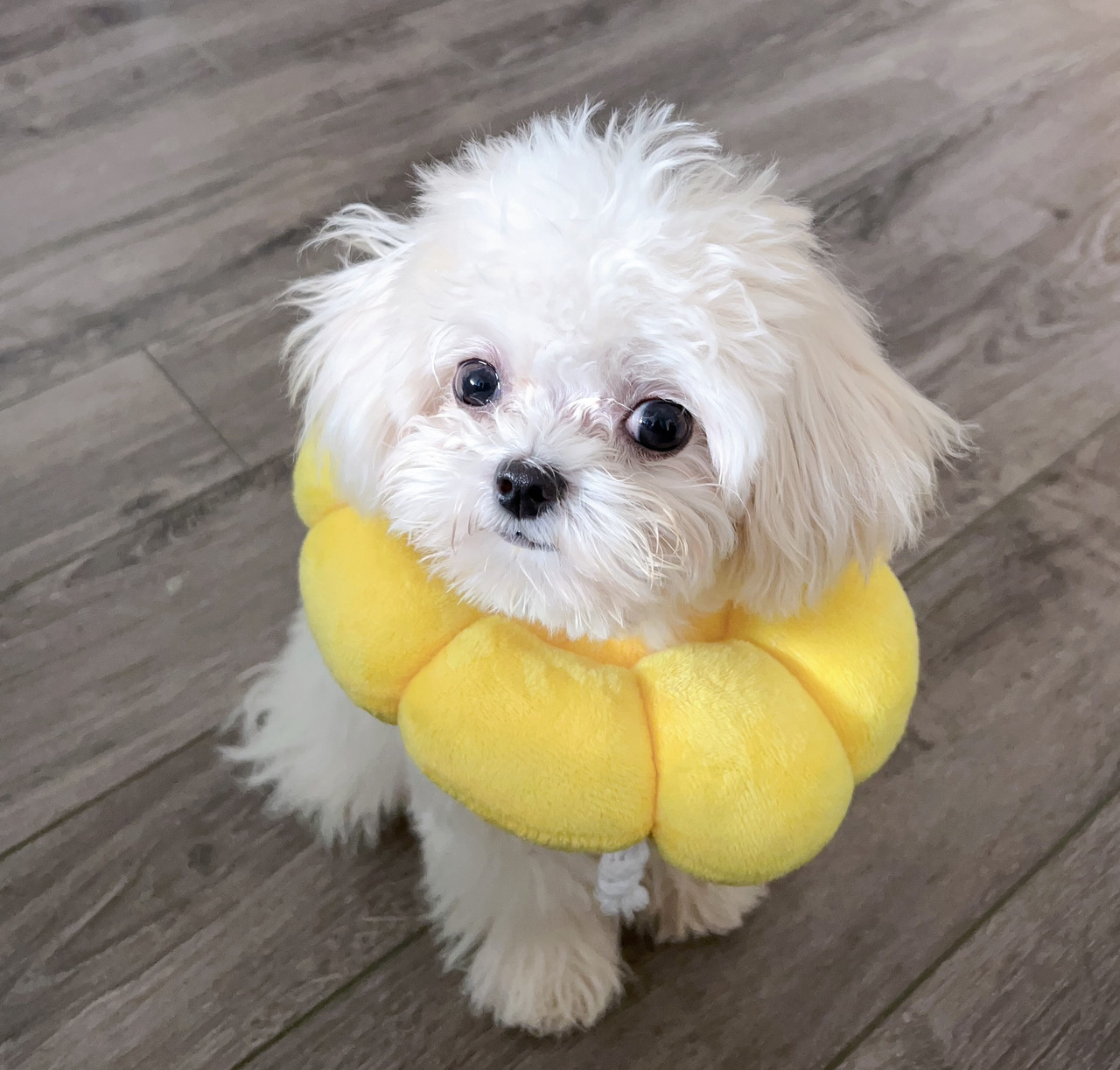 Dog Fafa
