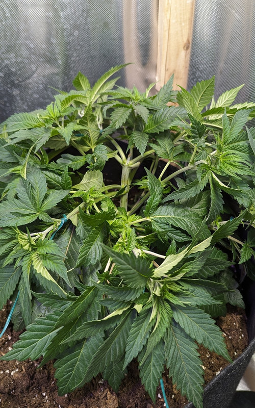 IMG_20240419_110551_(1200_x_1920_piksel)