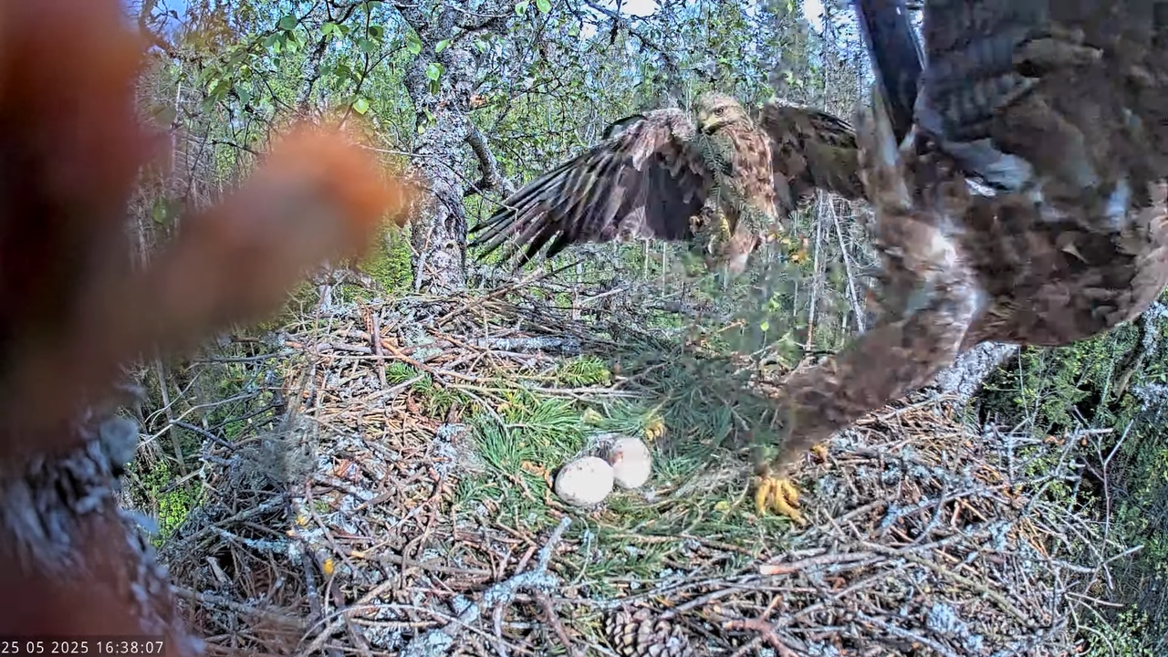 Väike-konnakotkas __ Clanga pomarina __ Lesser Spotted Eagle 13-7-57 screenshot