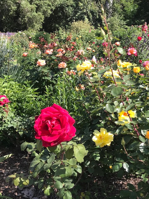 descanso gardens rose
