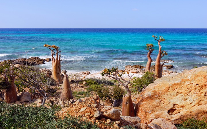 Socotra Island, Yemen – The Outsider Island You’ve Never heard Of