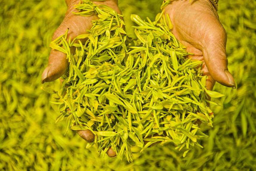 How to Store Yellow Tea: Preserving Its Unique Flavor and Aroma