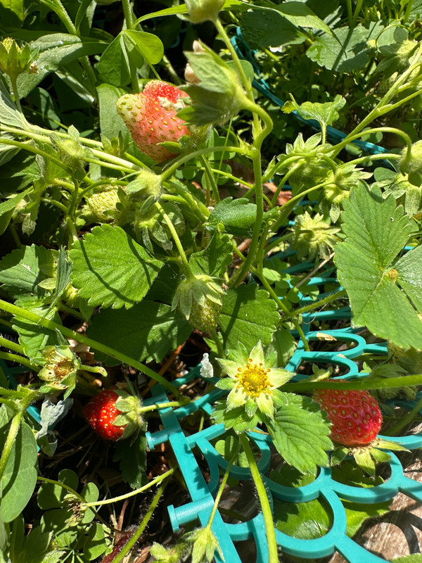 strawberries-2.jpg