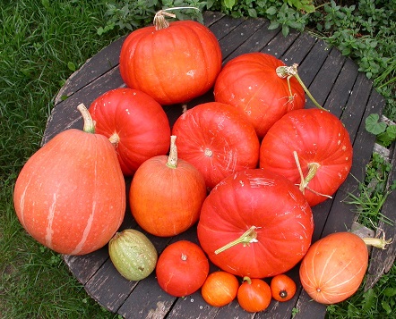 The Tumbleweed Suite - Page 15 Pumpkins-11